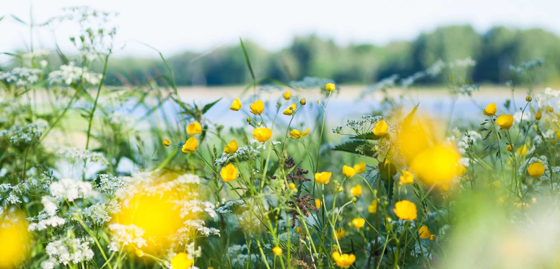 Spending more time outside/pollen